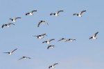 Brandganzen (Branta leucopsis) in vlucht, Arkemheen